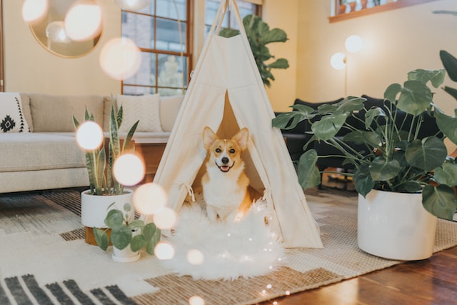 5 Pet-Friendly Factors to Consider before Buying a New Home