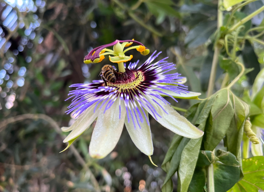 blue passiflora flower