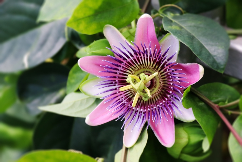 Blue Passion Flower