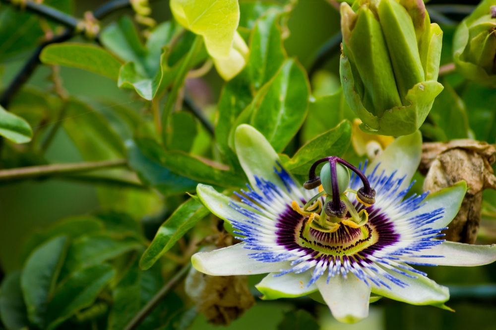 Passiflora Caerulea: Tips for Growth and Care at your Home