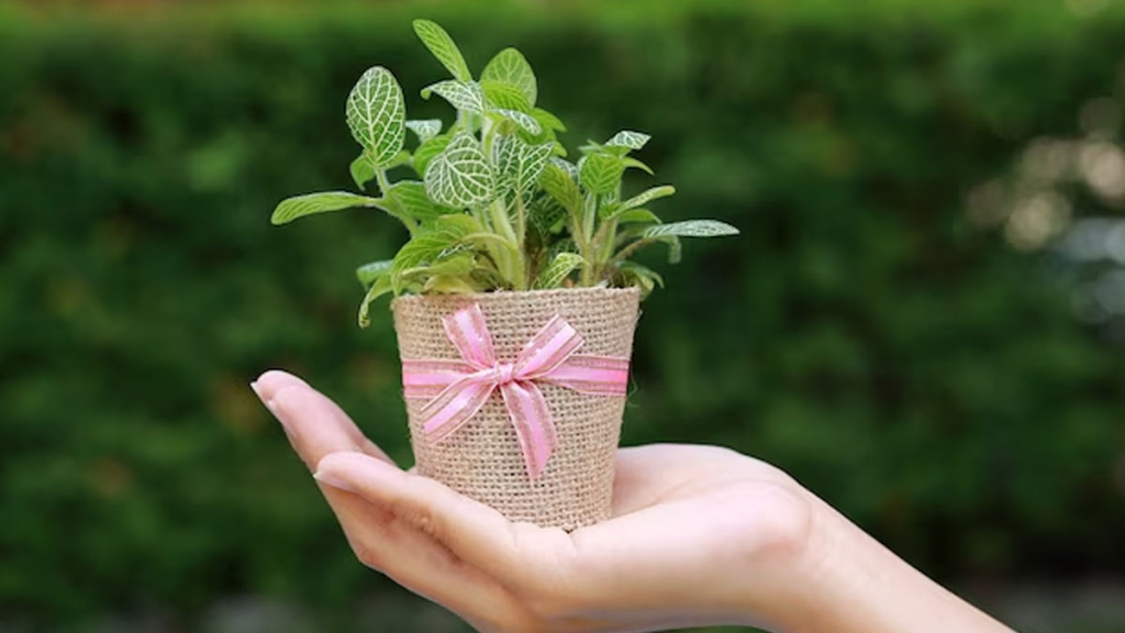 Housewarmimg Gift ideas - indoor plants