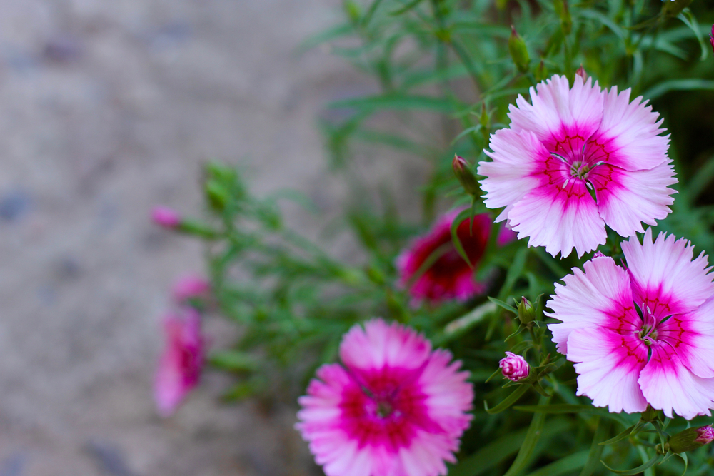 dianthus flower plant