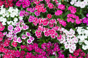 Dianthus flower blog image