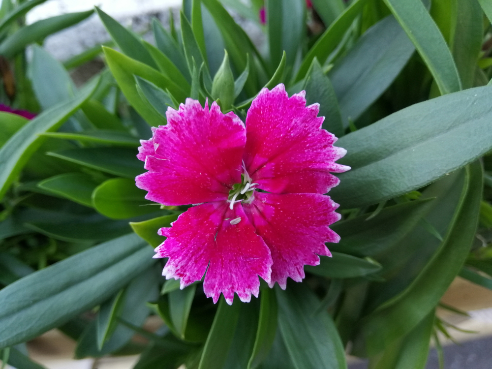 dianthus