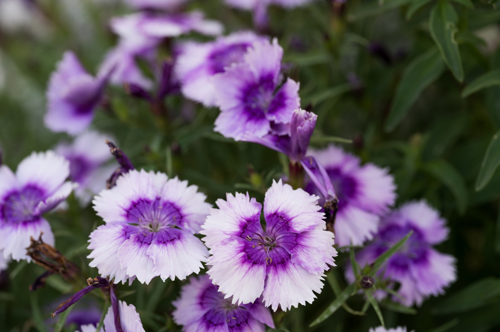 grow dianthus plant